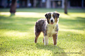 Miami Pet Photography - Blue Merle Australian Shepherd
