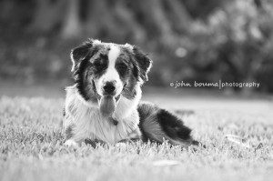 Miami Pet Photography - Blue Merle Australian Shepherd